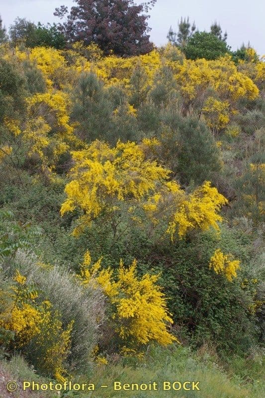 Janovec veľkokvetý 4