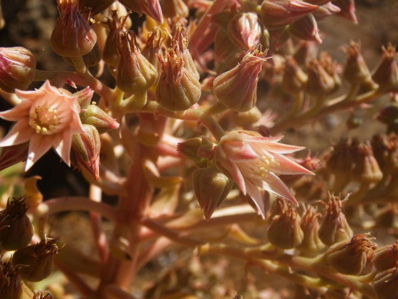 Aeonium