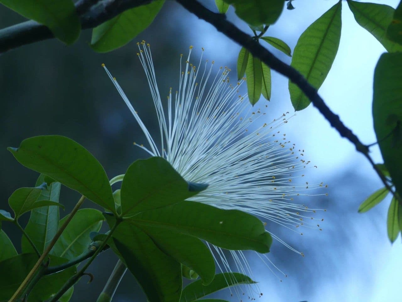 Pachira glabra 8