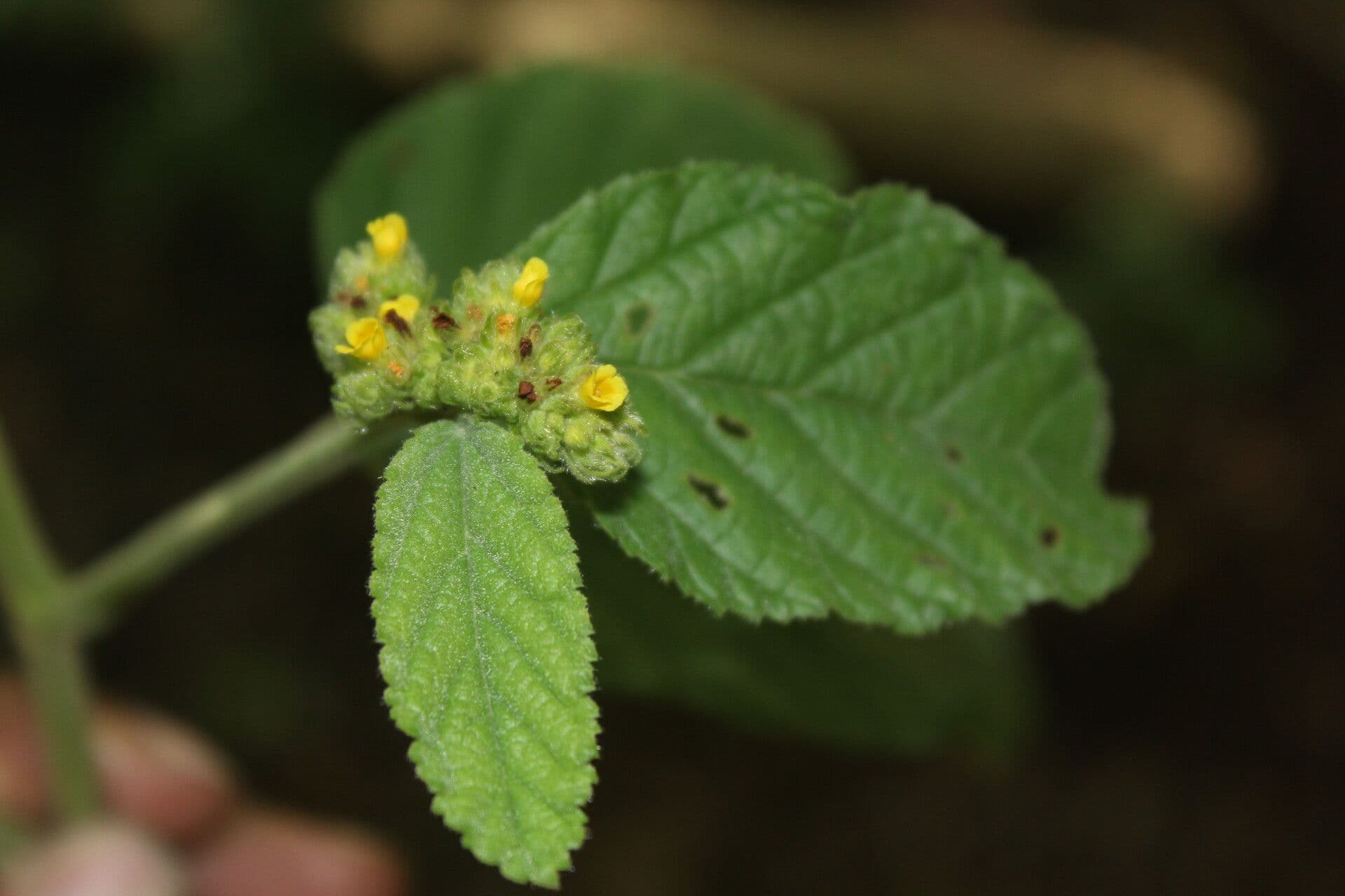 Waltheria 5
