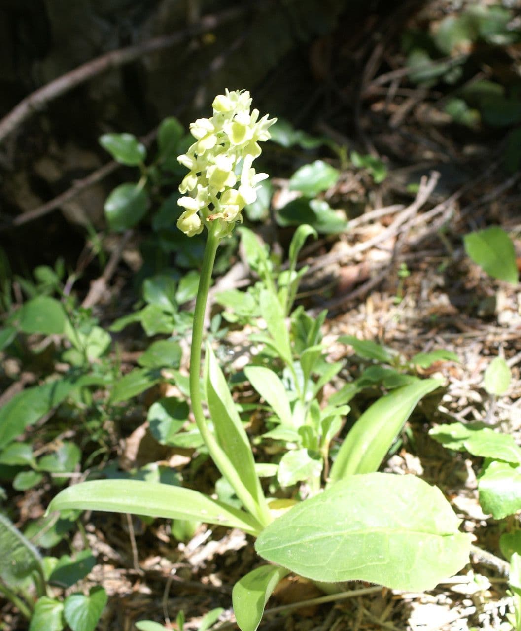 Orchide pallida 11