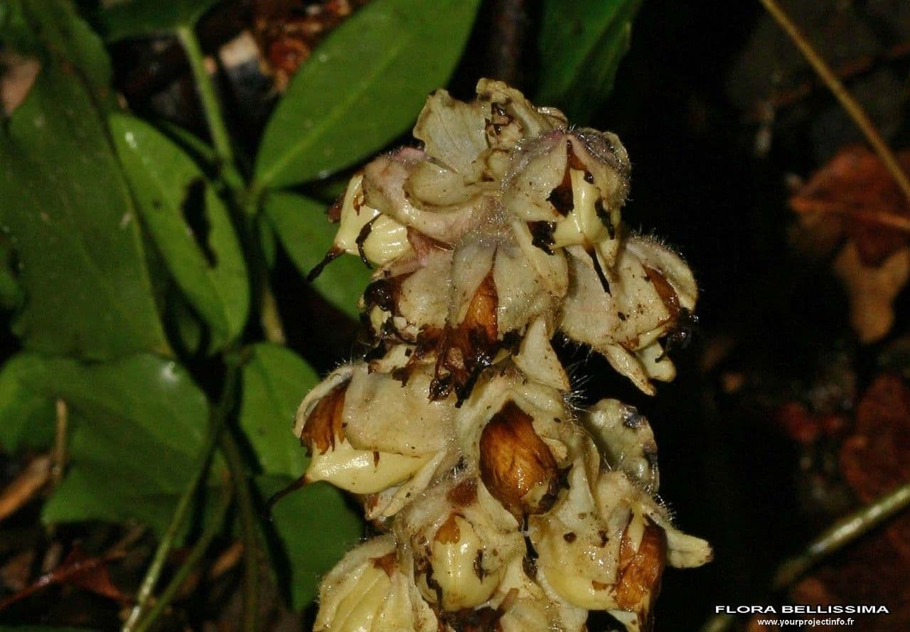 Latrea comune 4