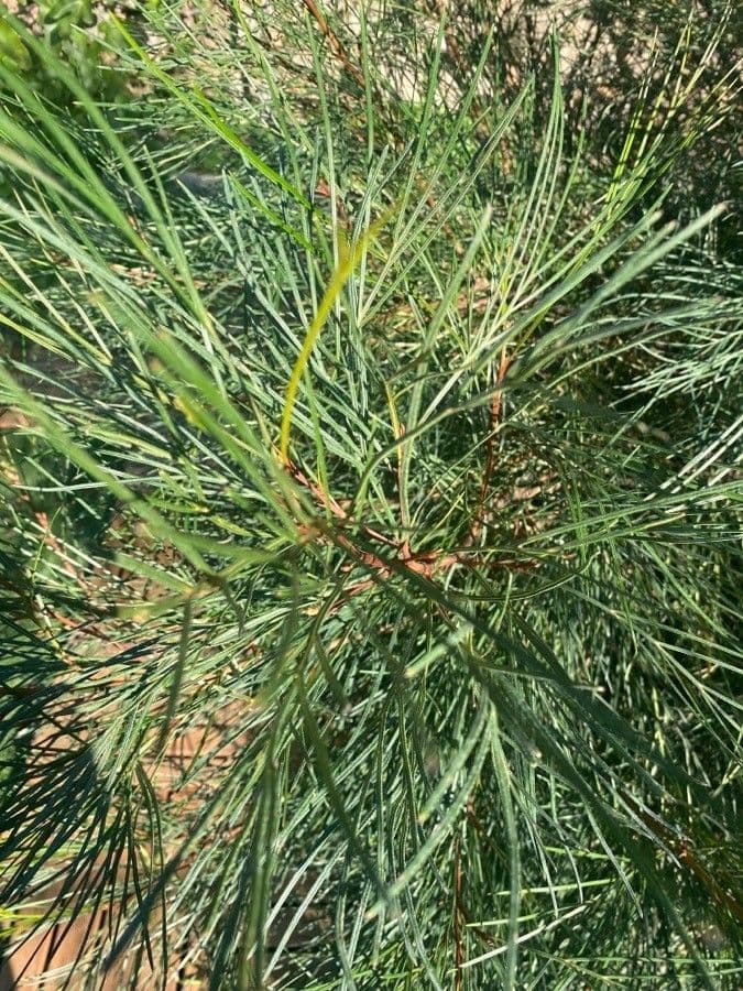 Grevillea Johnsonova 13