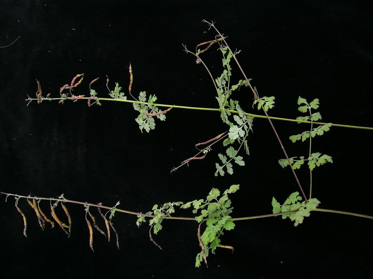 Corydalis