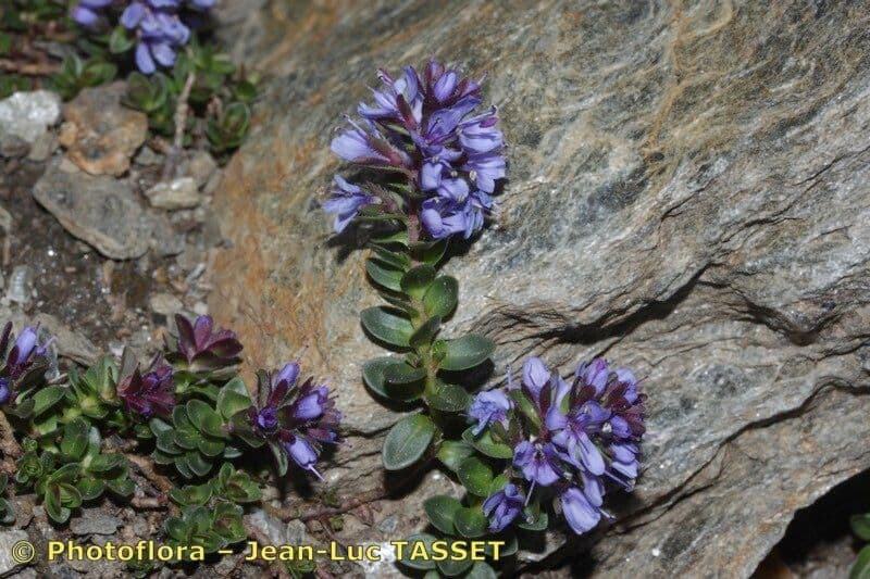 Veronica pirenaica 14