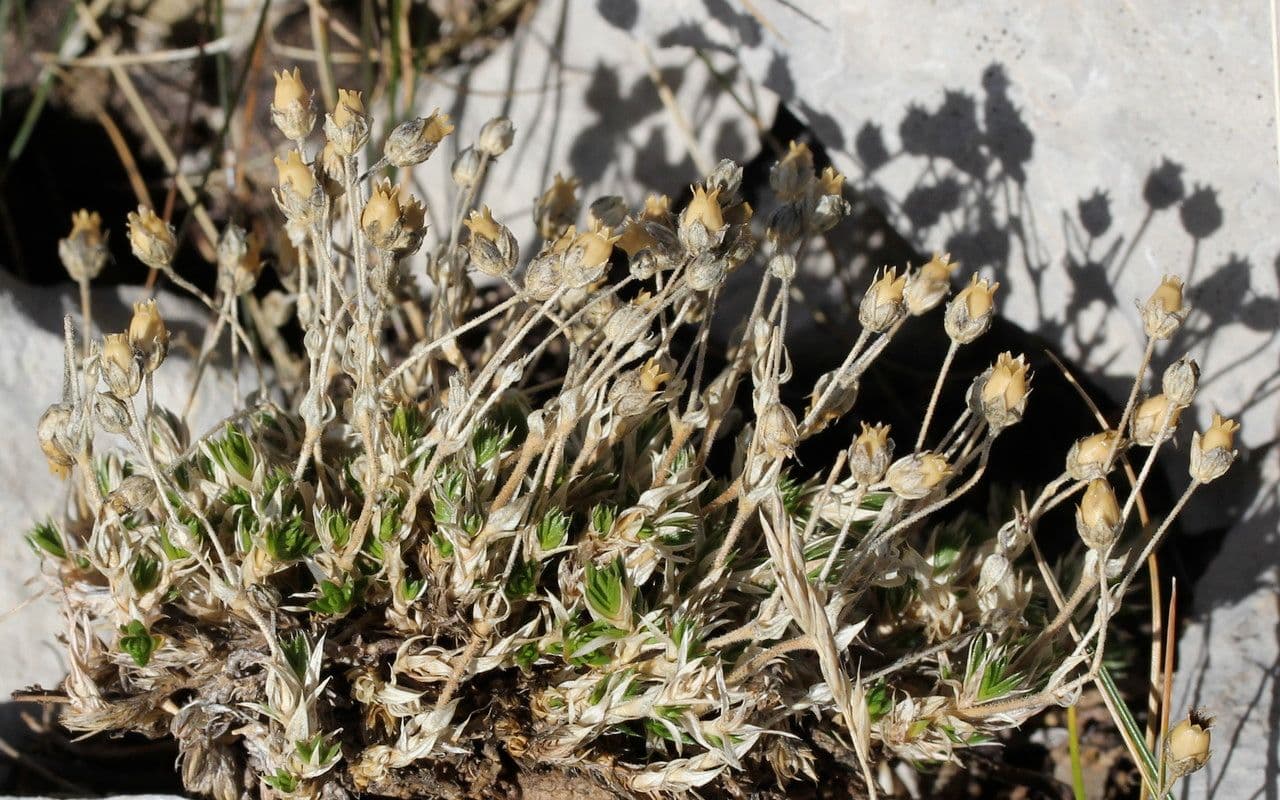 Arenaria grandiflora 10