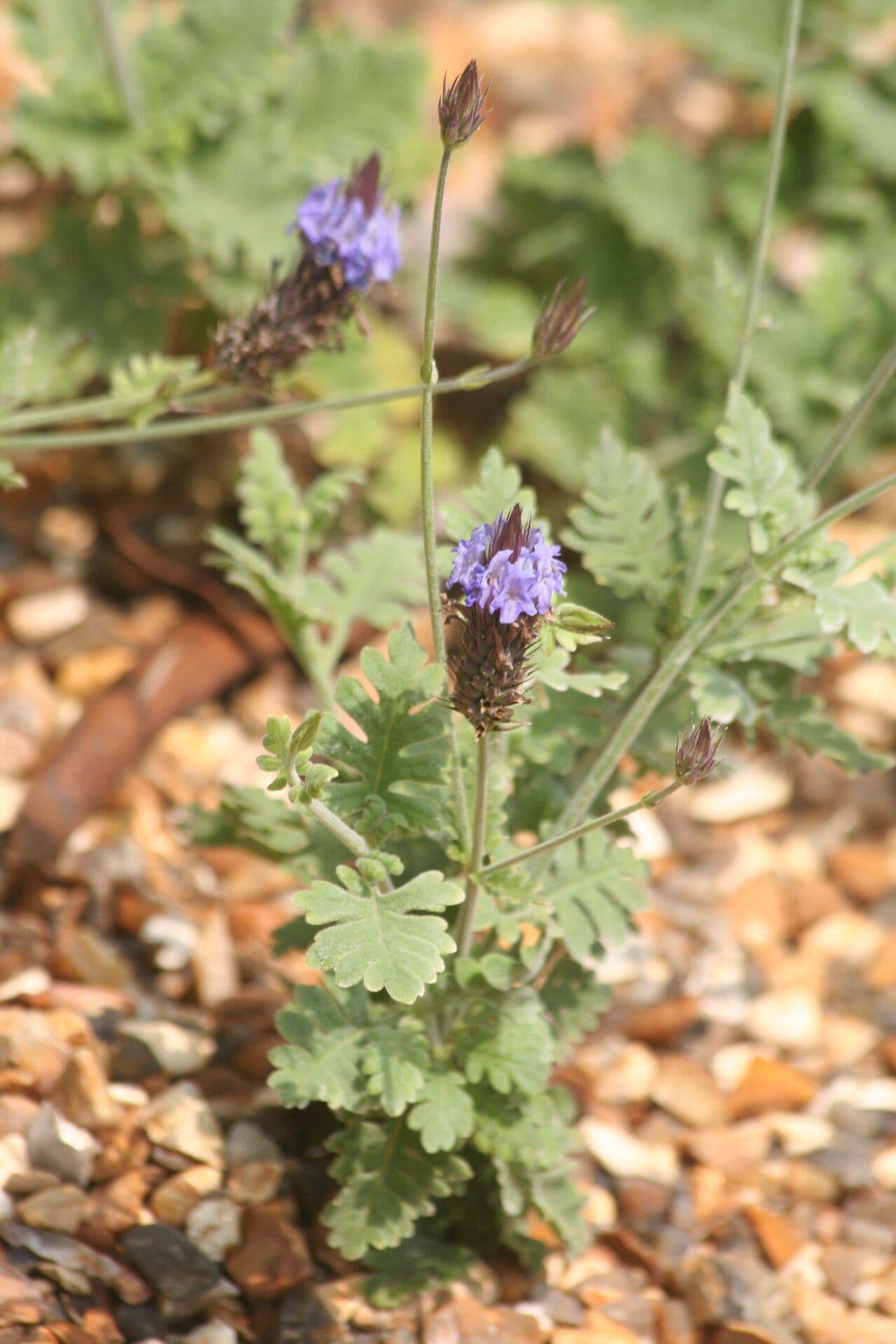 Lavanda aristibracteata