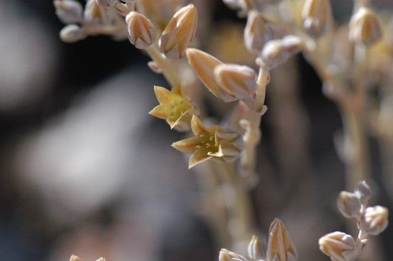 Dudleya 3