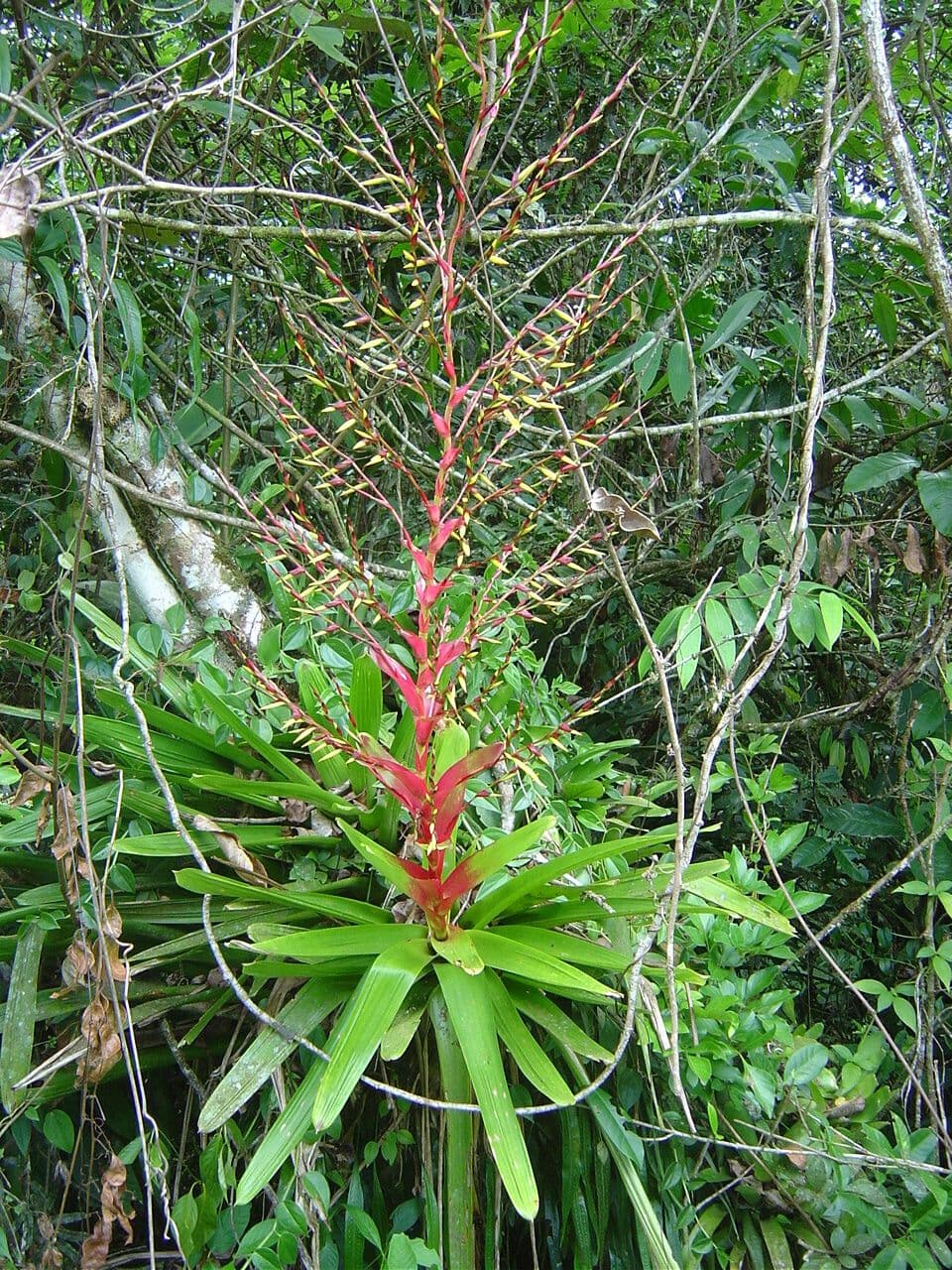 Vriesea