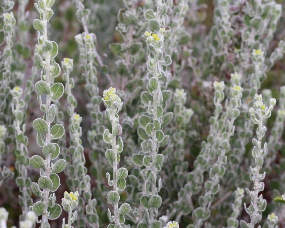 Chrysopsis 5