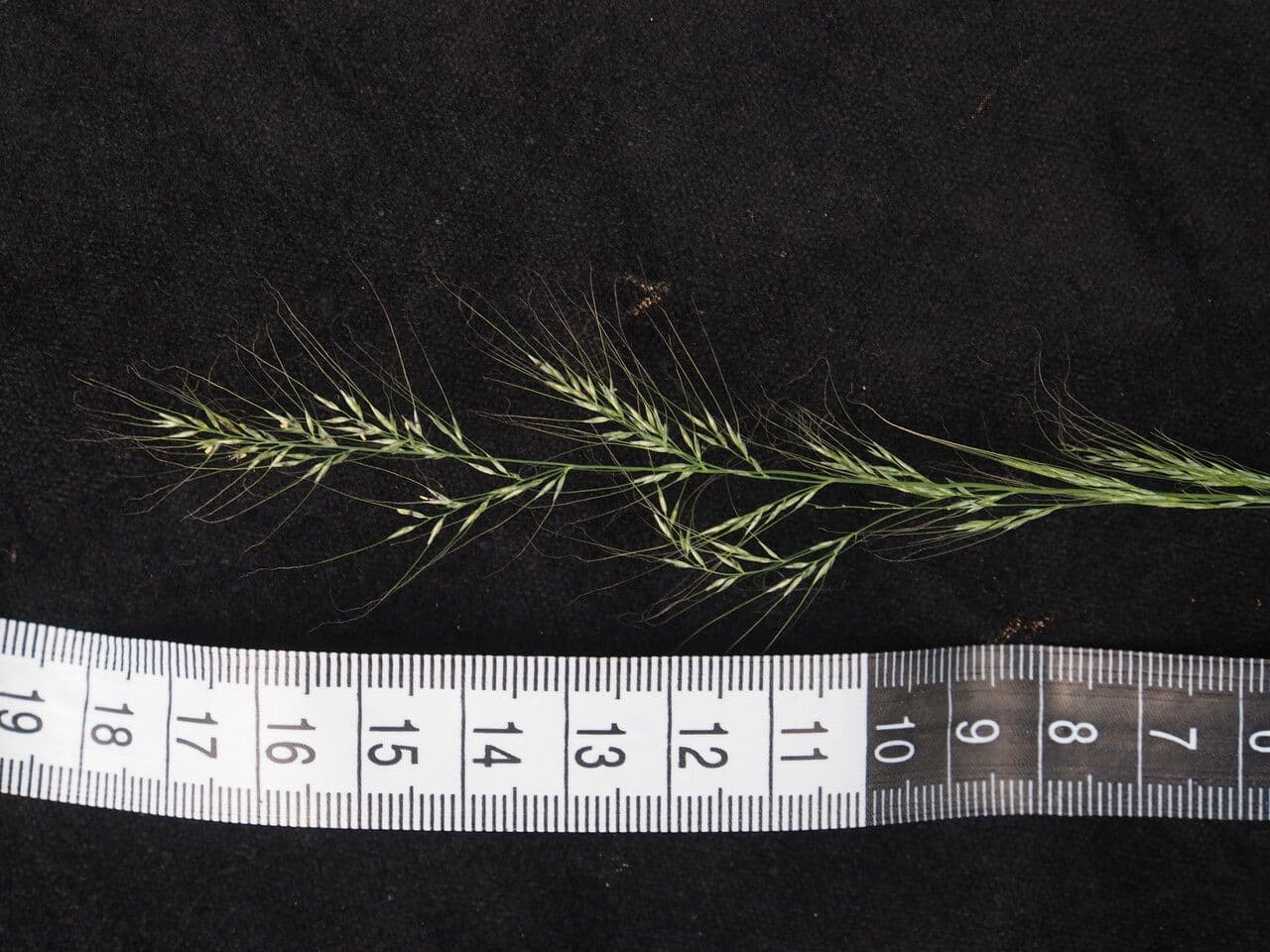 Muhlenbergia 4