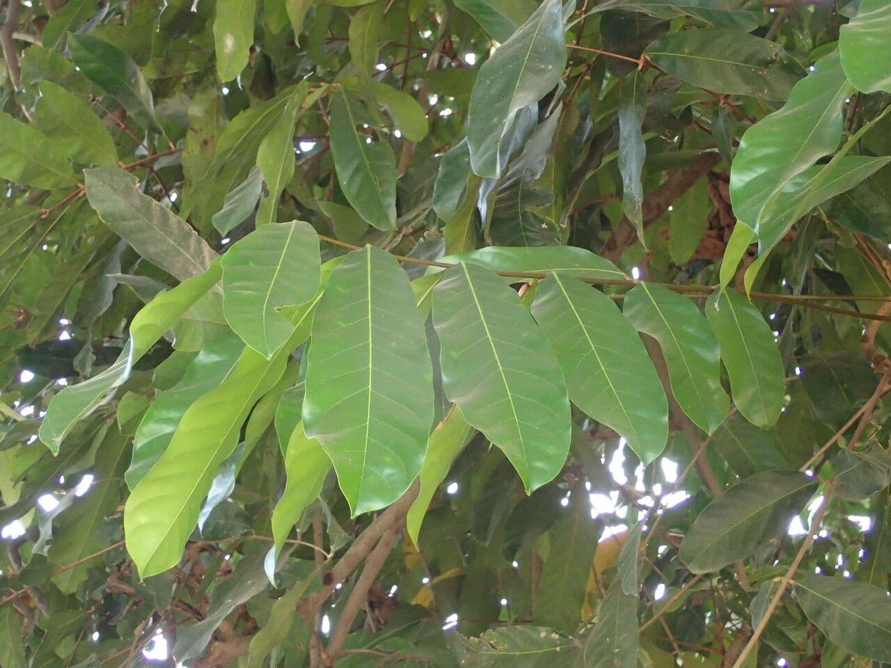 Daniellia 8