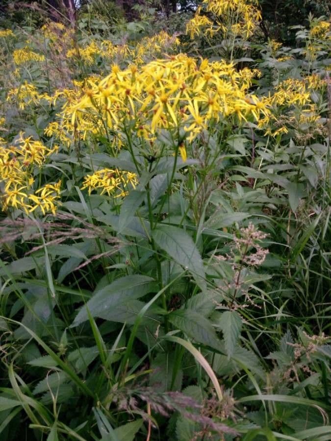 Senecio 4