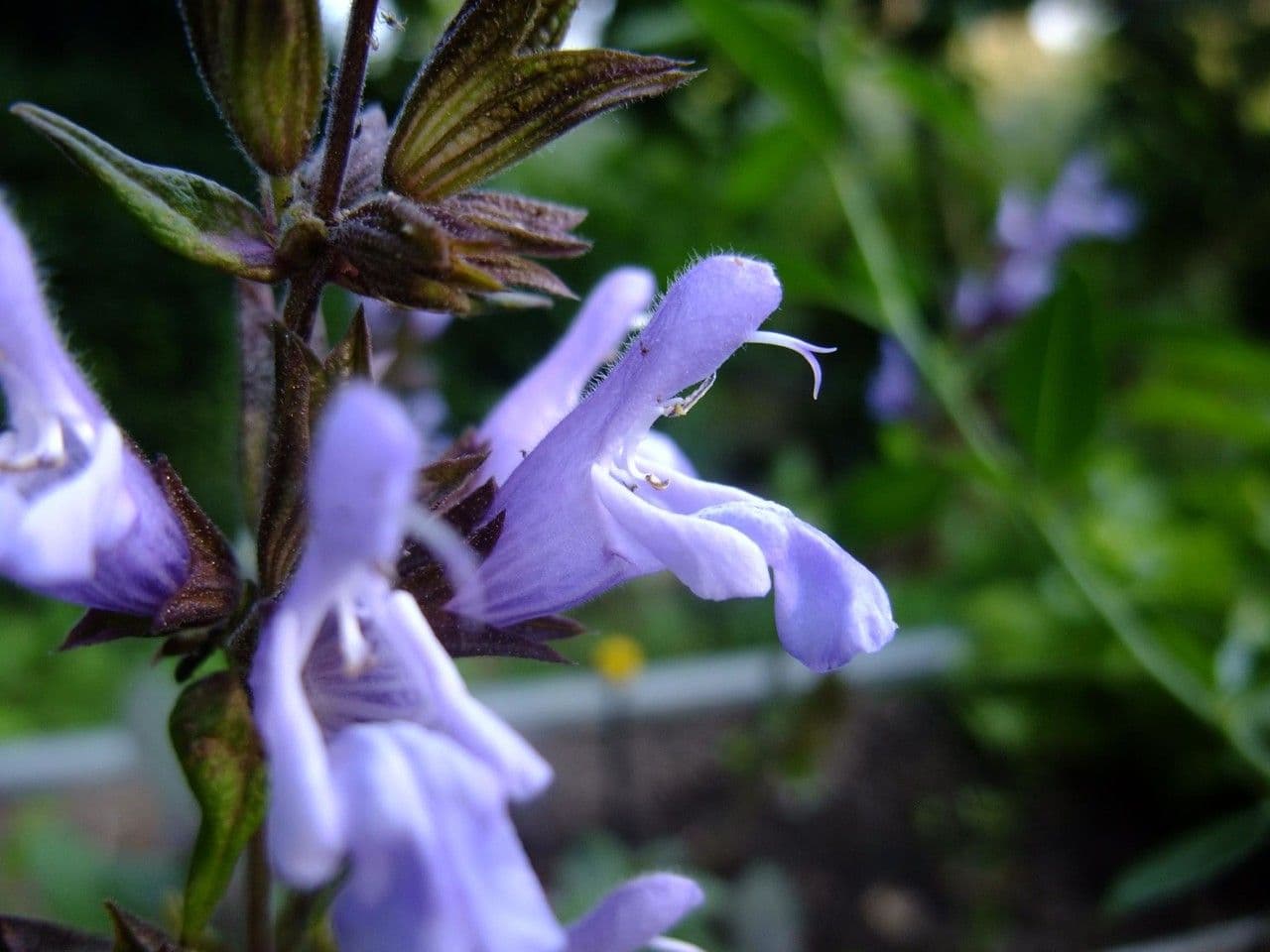 Salvia purpurea 6