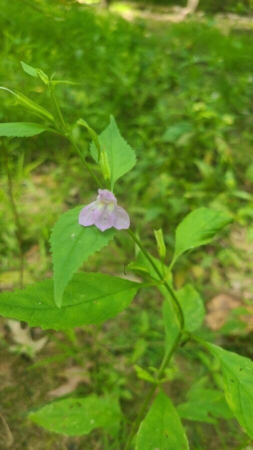 Sharp-wing monkey-flower 5