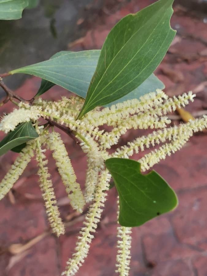 Akacja mangium 6