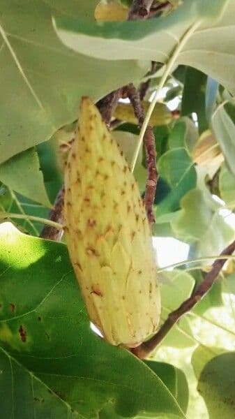 Tulipifero 5