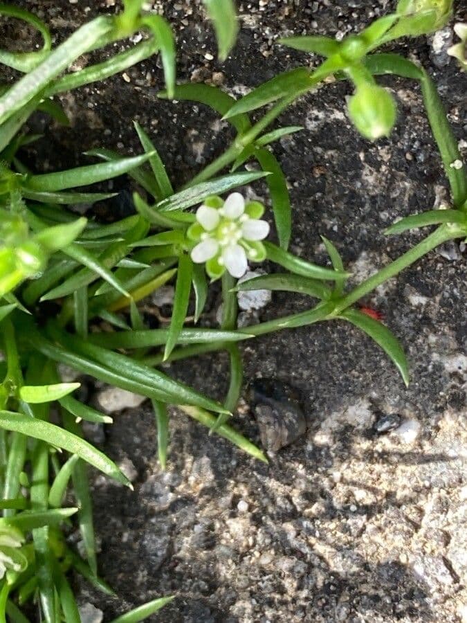 Sagina maxima 3