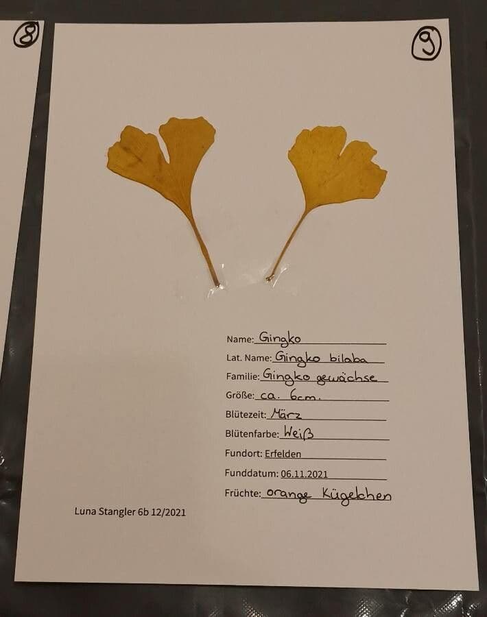 Ginkgo 16