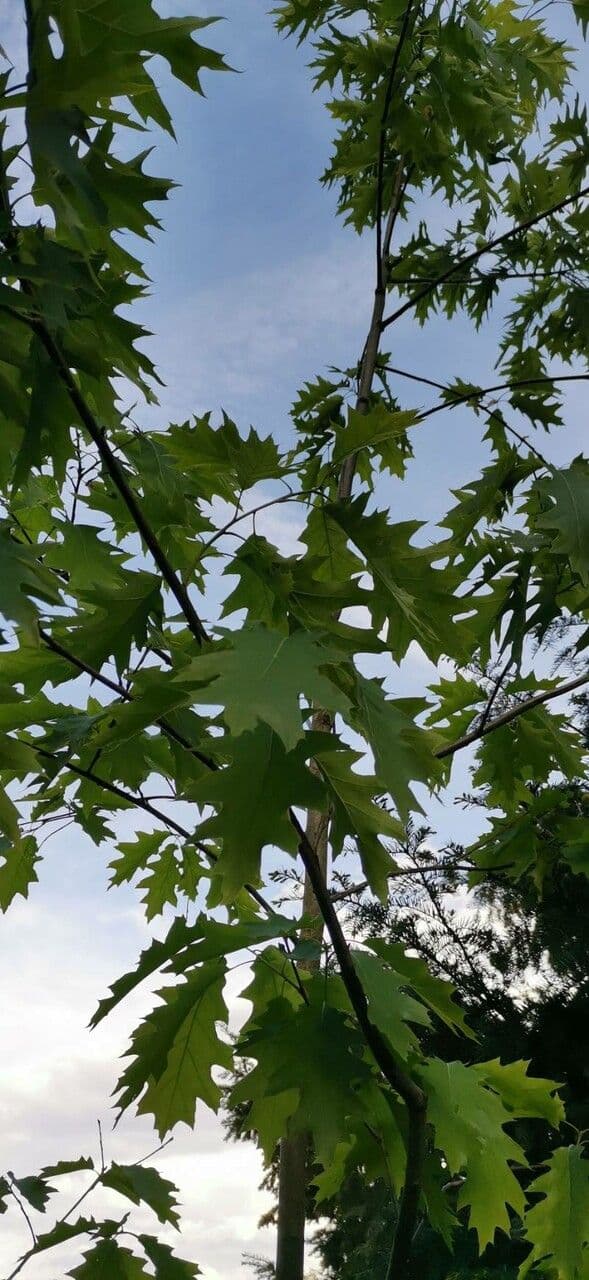 Quercia ilex 4