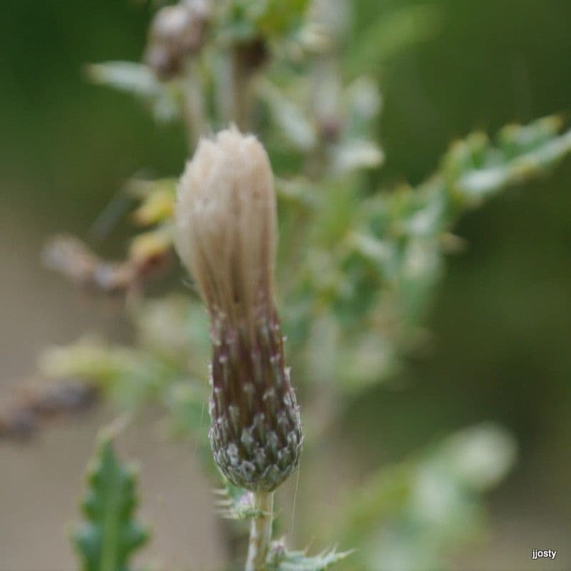 Oset krakowski 3