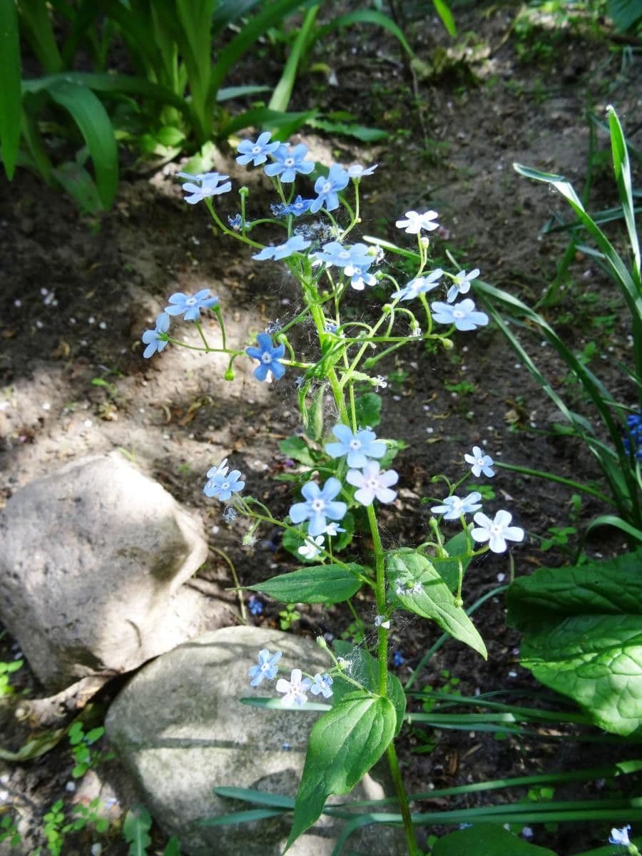 Brunnera 5