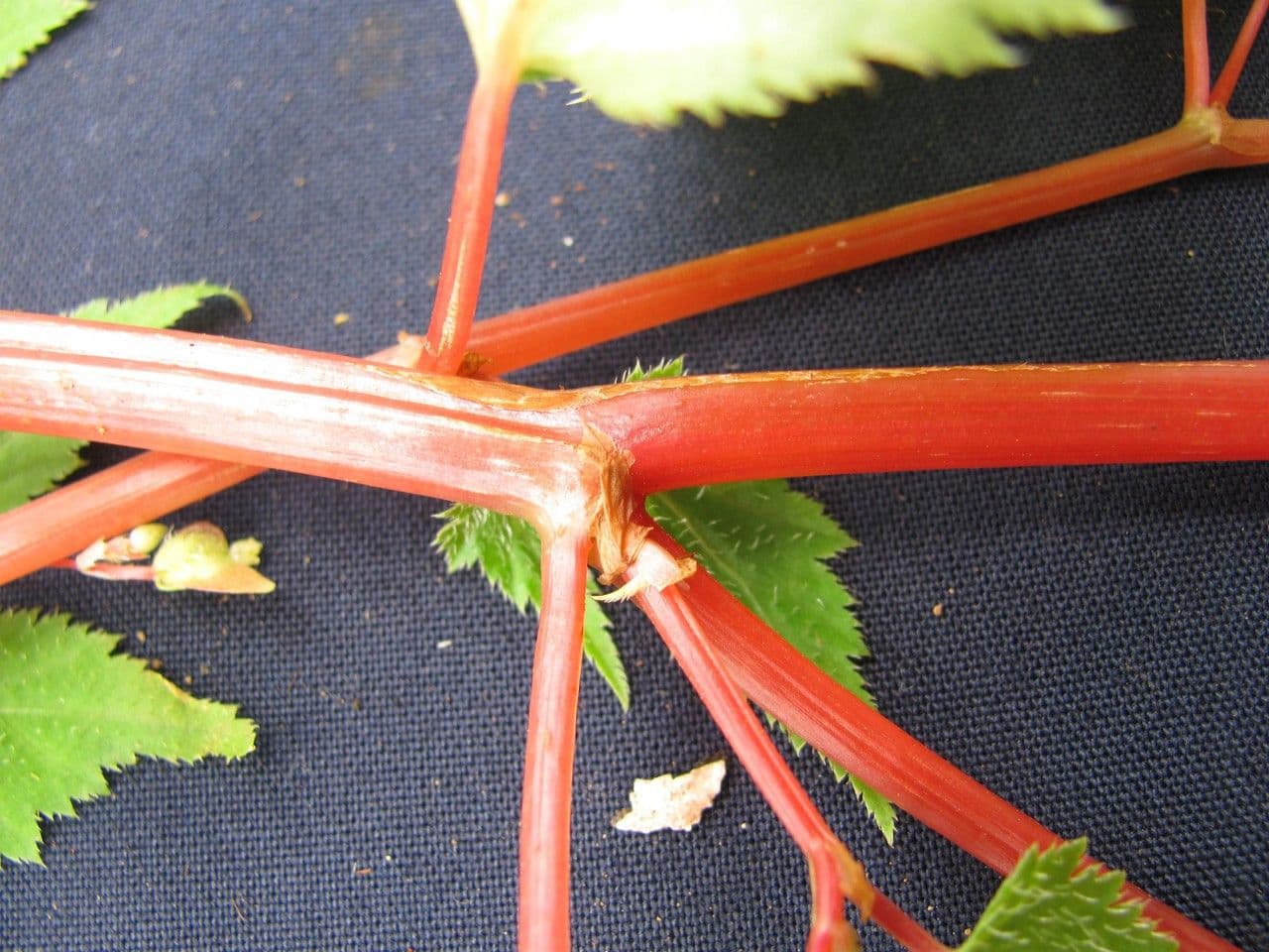 Begonia 7