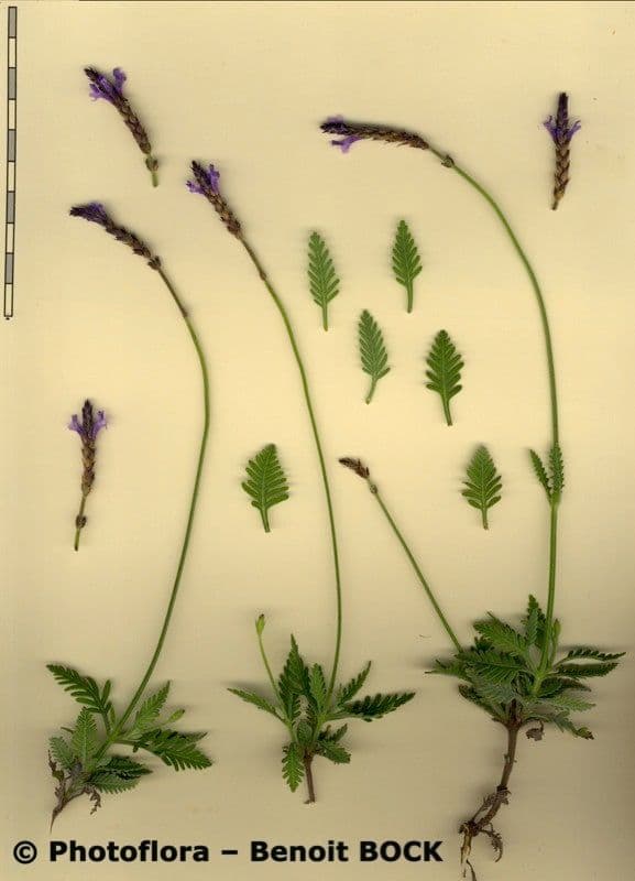 Lavanda 18