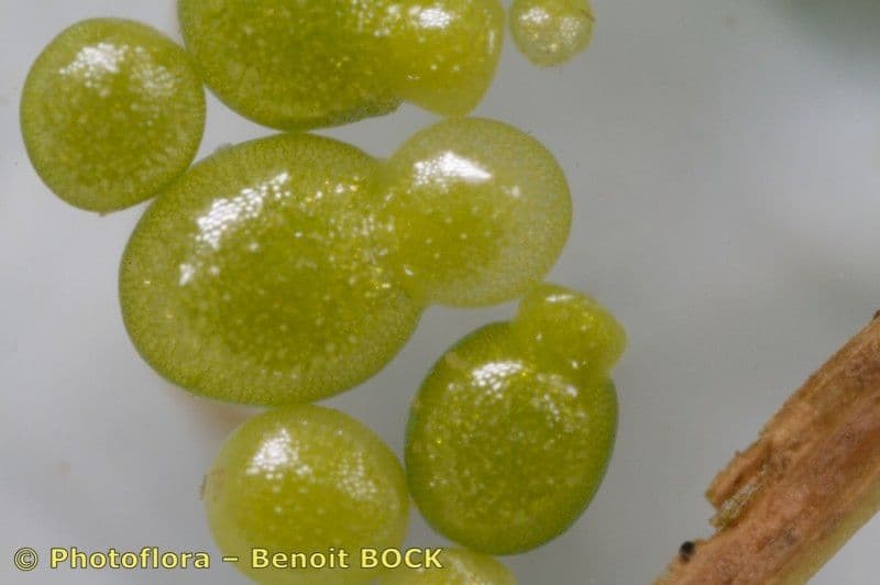 Wolffia arrhiza 4