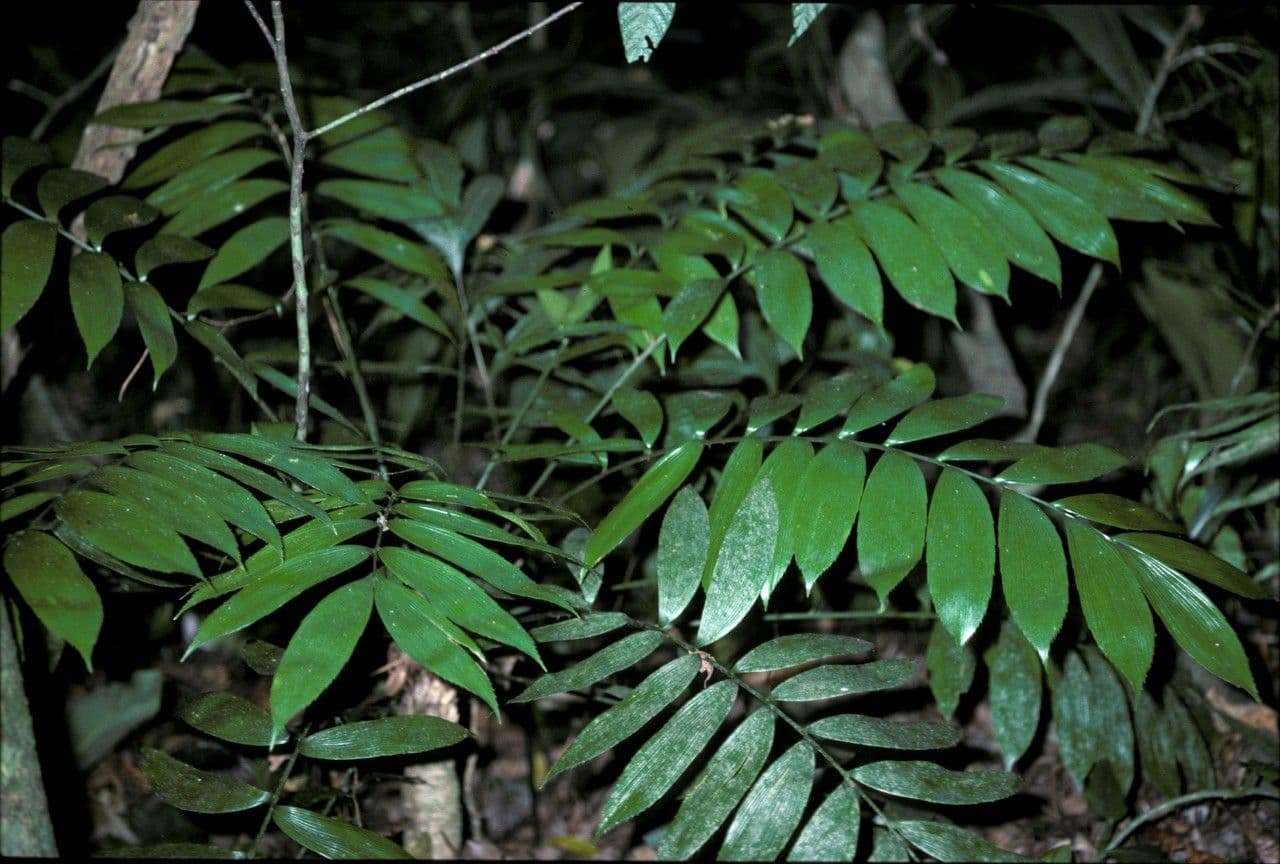 Zamia 5