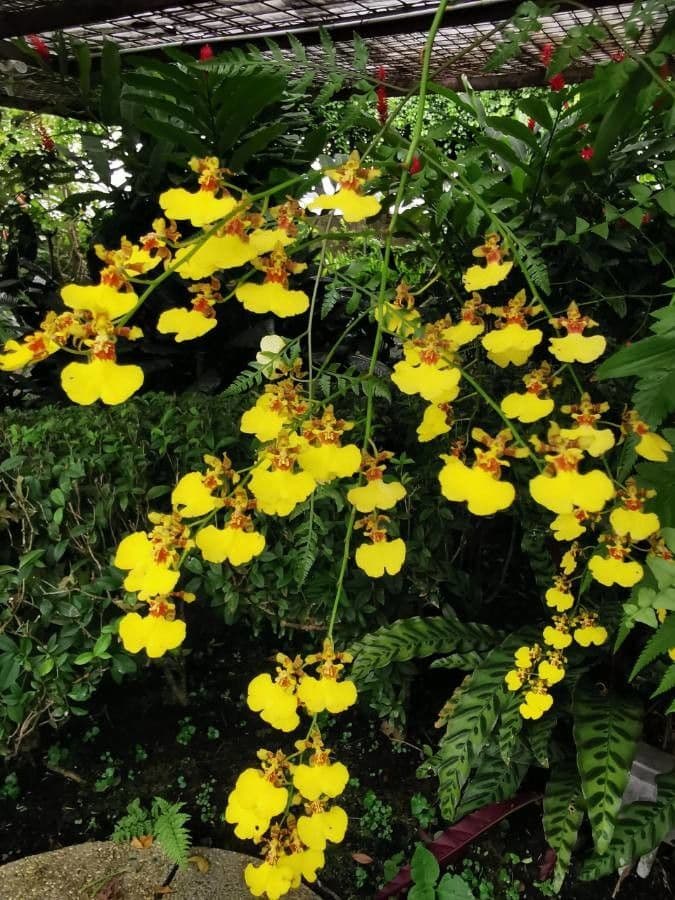 Oncidium 15