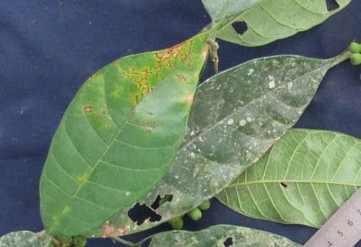 Sorocea 8