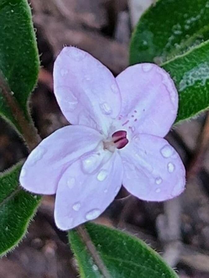 Pseuderanthemum 4