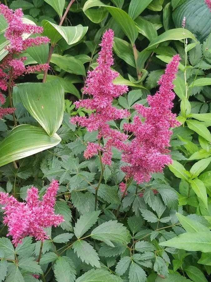 Astilbe giapponese 10