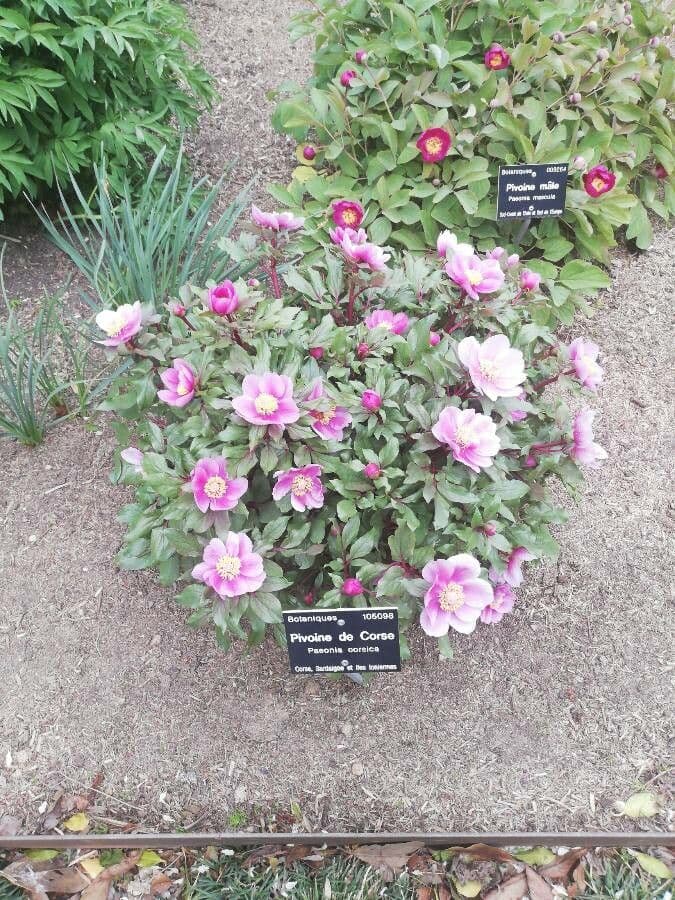 Peonia Corsa 8