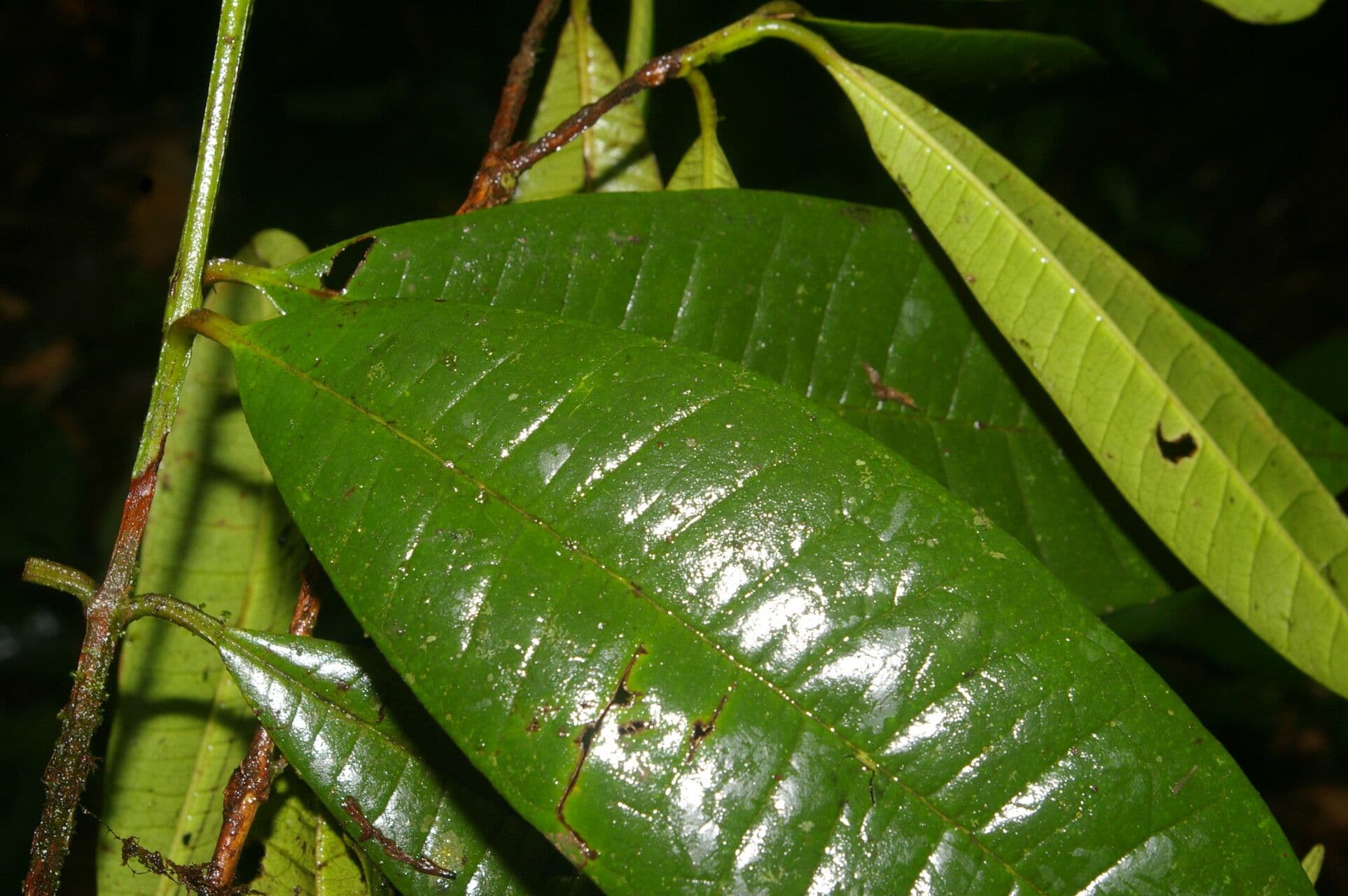 Allspice 9