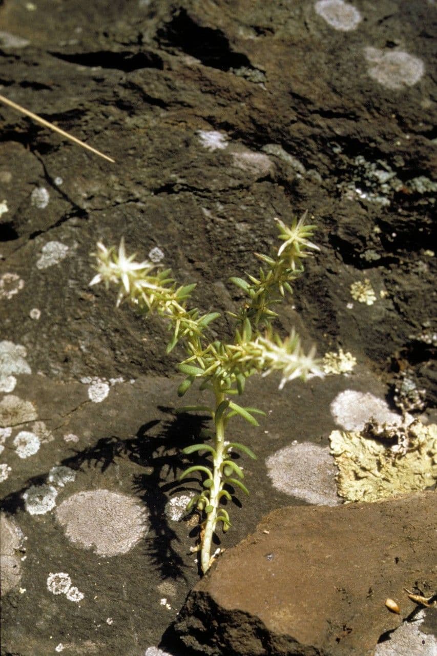 Sedum glauco 8