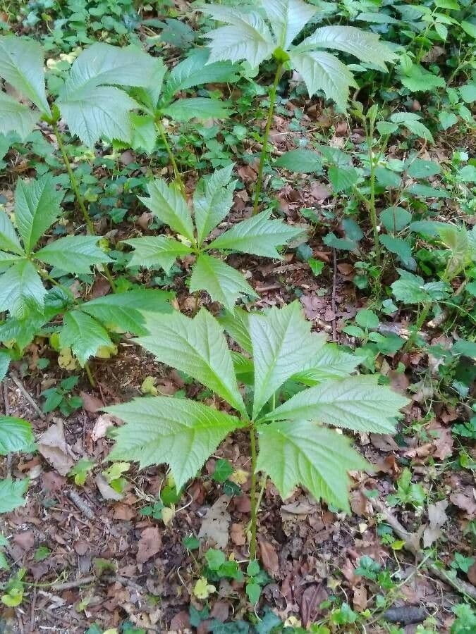 Rodgersia stopkatá 7