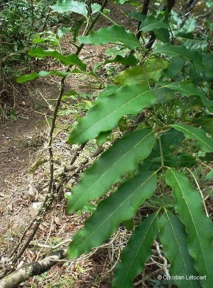 Lepidocupania 15