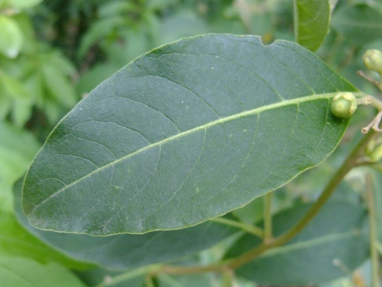 Cestrum elegante 19