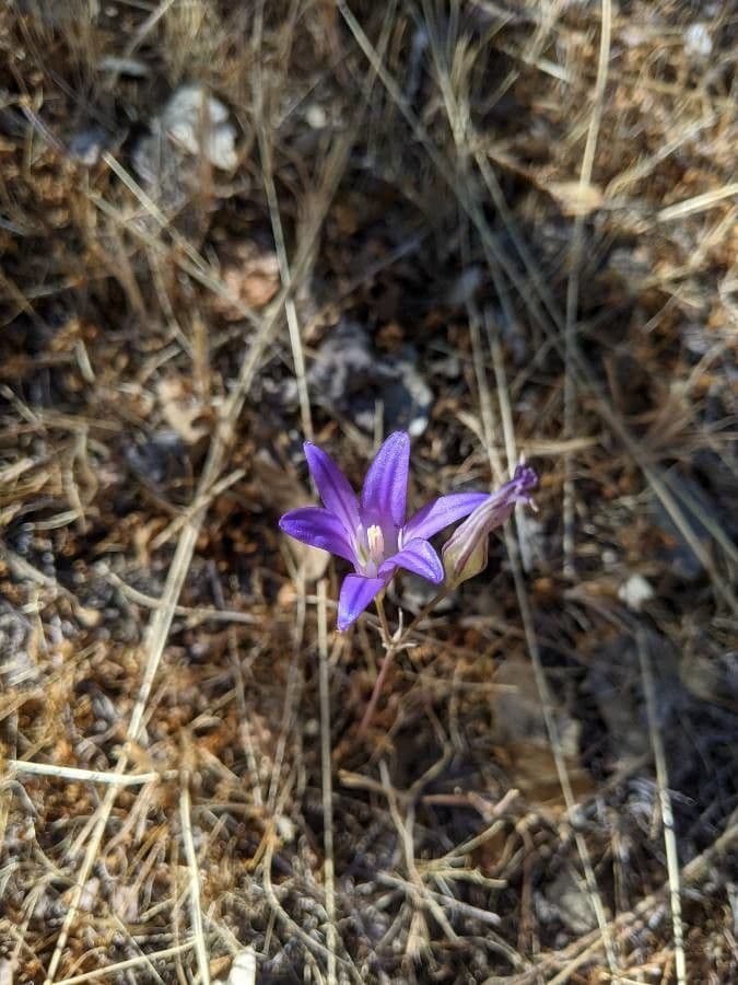 Brodiaea 4