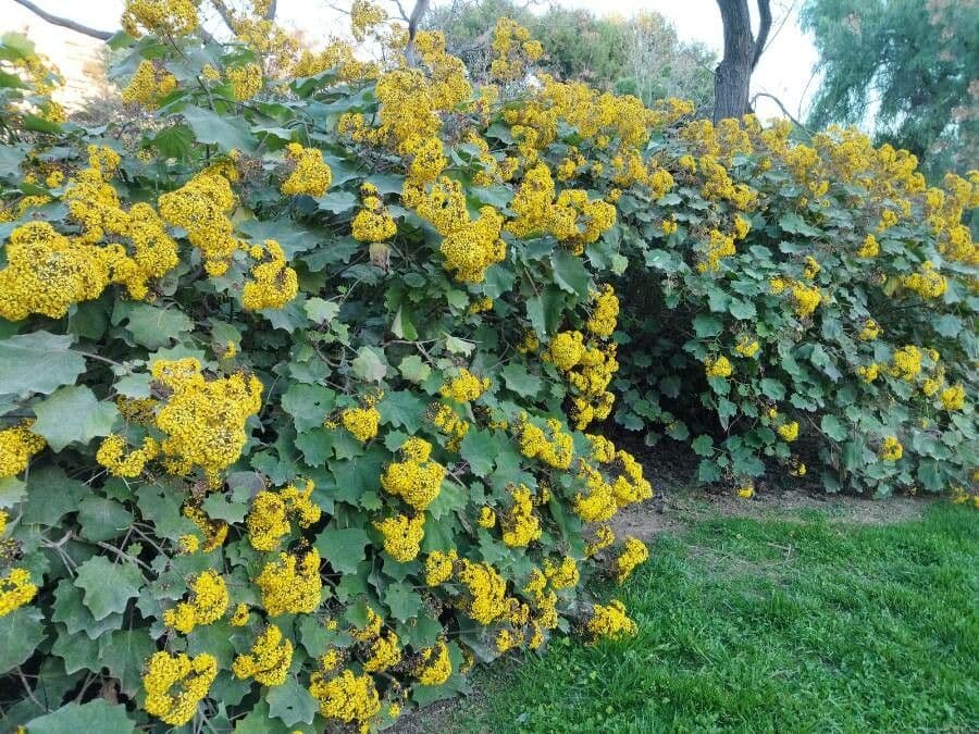 Roldana 28