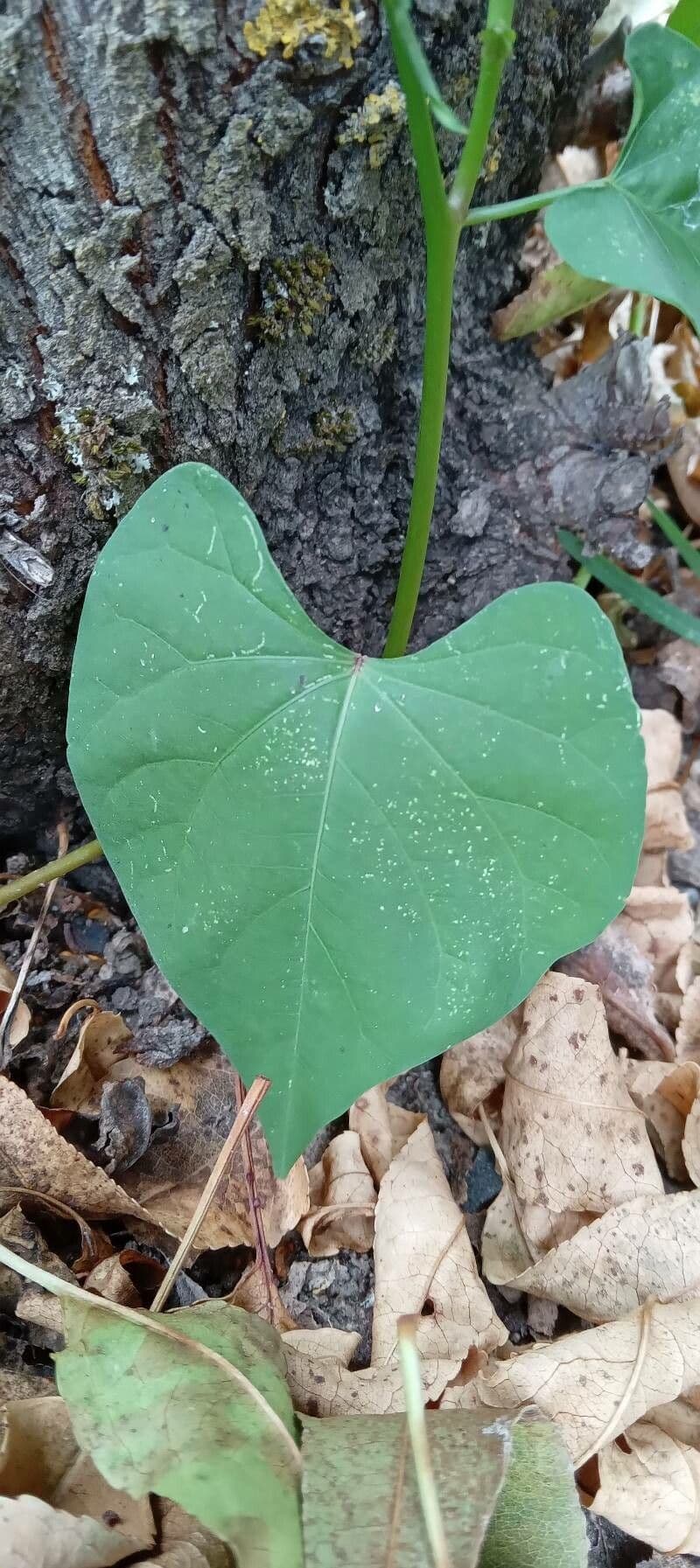 Ipomoea tricolor 15