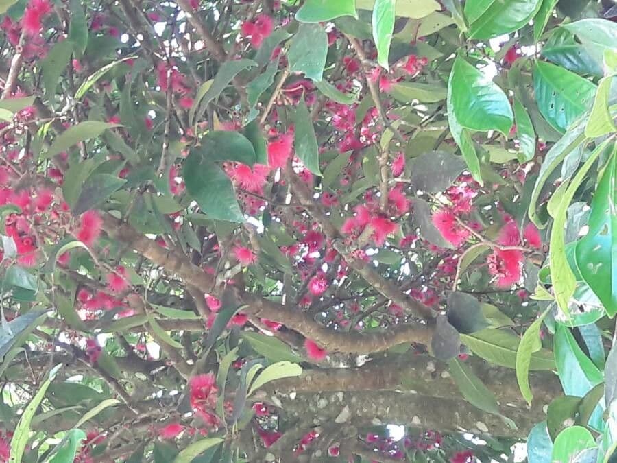 Syzygium malaccense 26