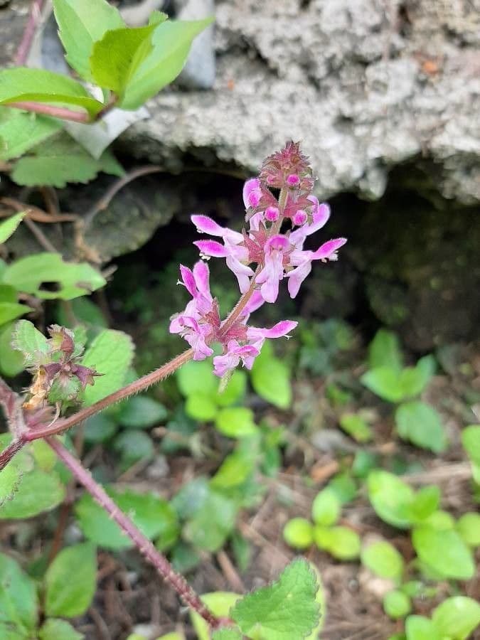 Stachys bullata 3