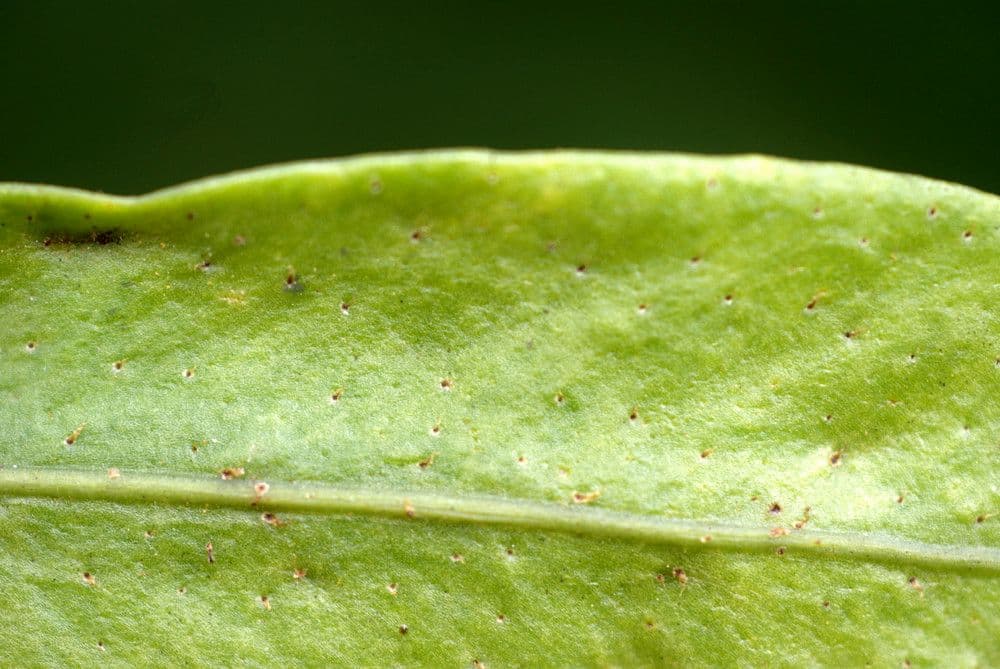 Pleopeltis macrocarpa 13