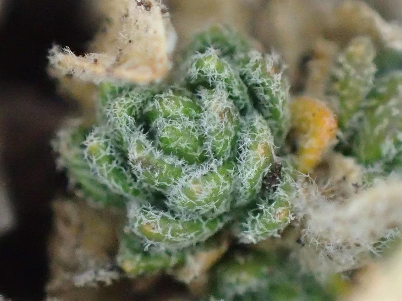 Draba tomentosa 3