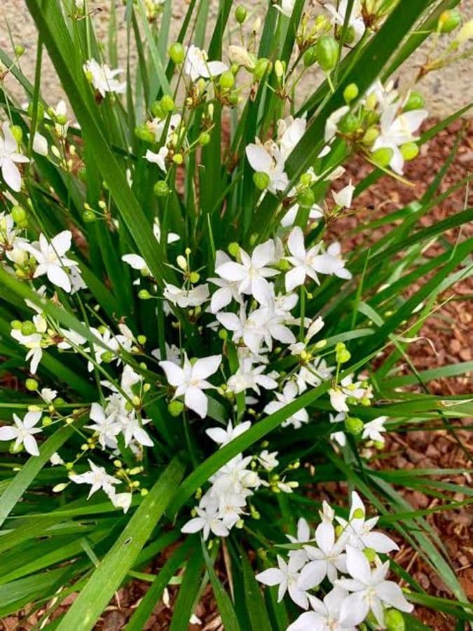 Libertia paniculata 2