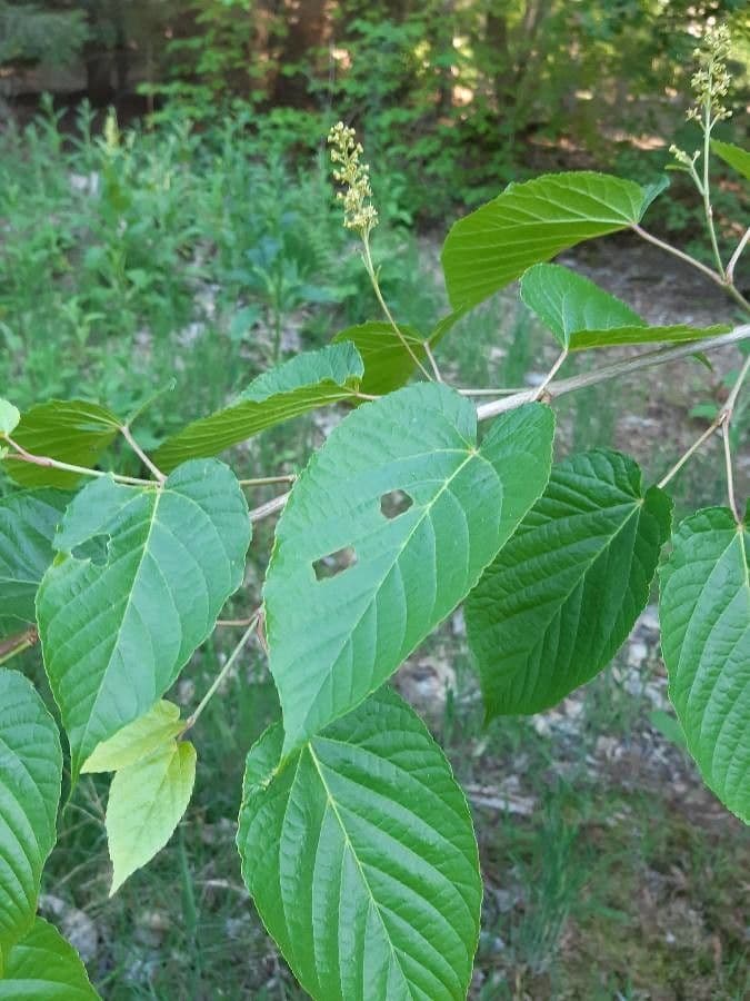 Arce de hoja de tilo 5
