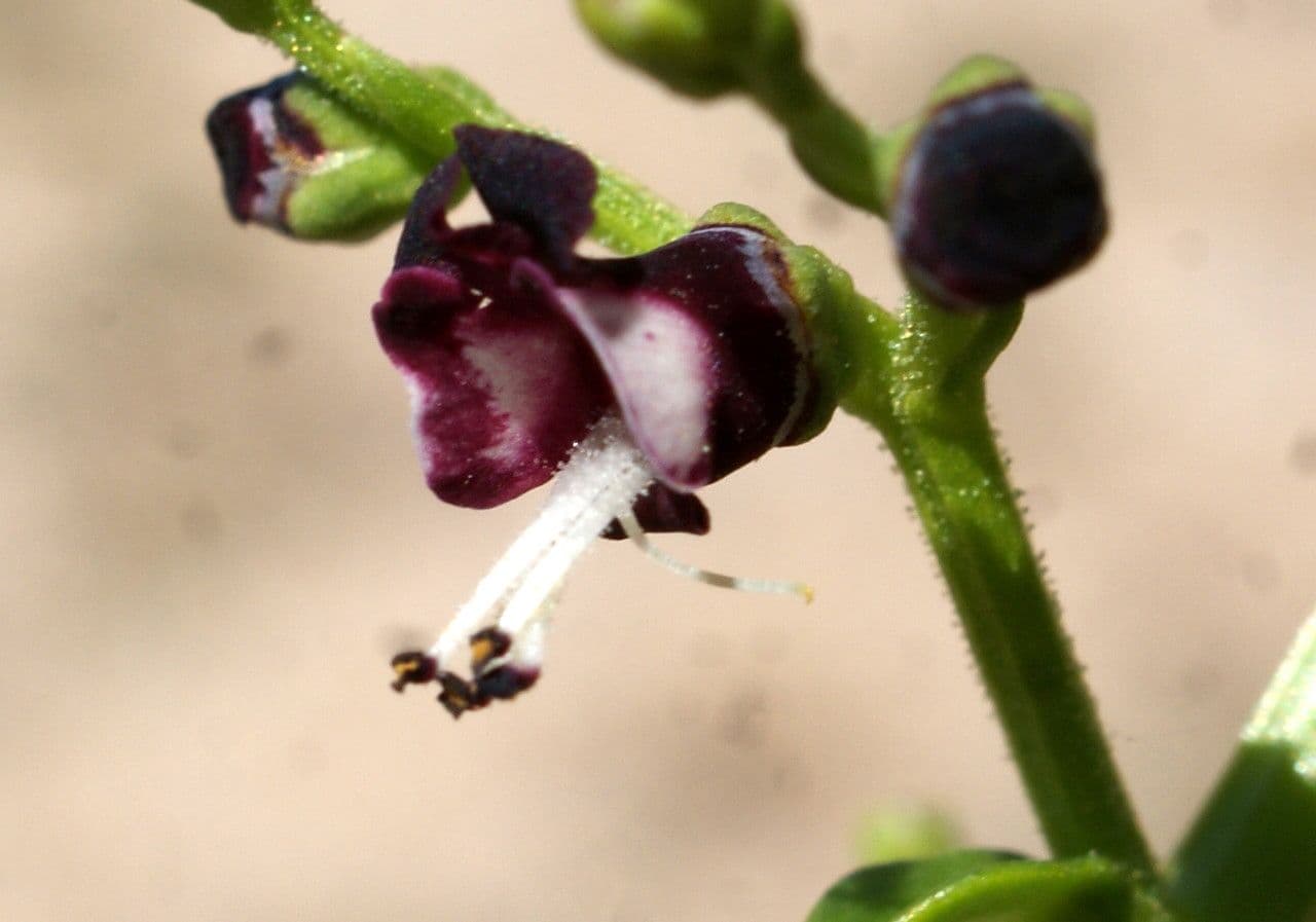 Scrophularia arbustiva 4